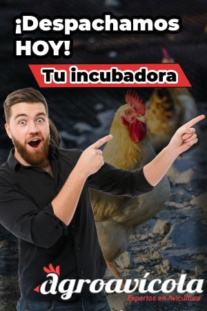 Agroavicola Proyecto nuevo - Agroavicola