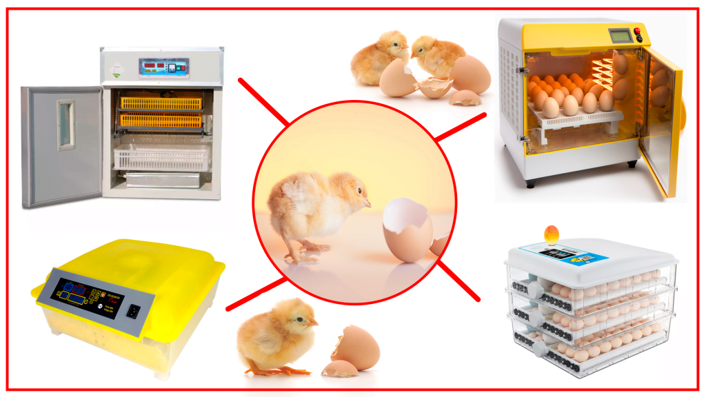 Aumento de Tipo de Incubadoras 1024x576 - Los diferentes tipos de incubadoras automáticas disponibles para criar pollos