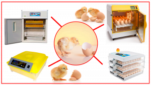 Aumento de Tipo de Incubadoras 300x169 - Los diferentes tipos de incubadoras automáticas disponibles para criar pollos