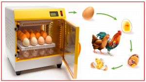 Como Funcionan las incubadoras 300x169 - ¿Cómo funcionan las incubadoras automáticas?