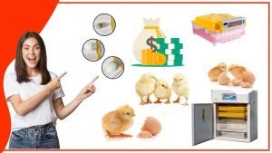 Como ahorrar dinero en los accesorios de incubacion de huevos 300x169 - Cómo ahorrar dinero en los accesorios de incubación de huevos
