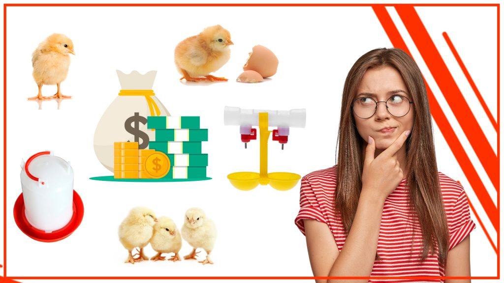 Como ahorrar dinero en los bebederos para pollos 1024x576 - Cómo ahorrar dinero en los bebederos para pollos