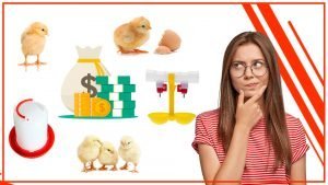 Como ahorrar dinero en los bebederos para pollos 300x169 - Cómo ahorrar dinero en los bebederos para pollos