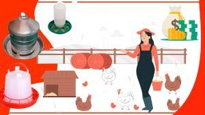 Como ahorrar dinero en los comederos para pollos 300x169 - Cómo ahorrar dinero en los comederos para pollos