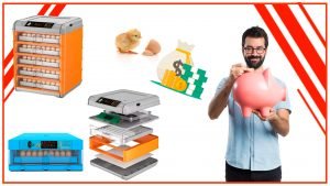 Como ahorrar dinero y tiempo con una incubadora de huevos automatica 300x169 - Cómo ahorrar dinero y tiempo con una incubadora de huevos automática