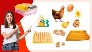 Como aprovechar al maximo las bandejas de huevos en tu gallinero pequeno 300x169 - ¿Cómo aprovechar al máximo las bandejas de huevos en tu gallinero pequeño?