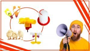 Como aprovechar al maximo tu bebedero para gallinas 300x169 - Cómo aprovechar al máximo tu bebedero para gallinas