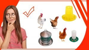 Como aprovechar al maximo tu comederos para gallinas 300x169 - Cómo aprovechar al máximo tu comederos para gallinas