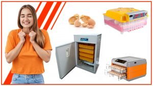 Como aprovechar al maximo tu incubadora de huevos automatica 300x169 - Cómo aprovechar al máximo tu incubadora de huevos automática