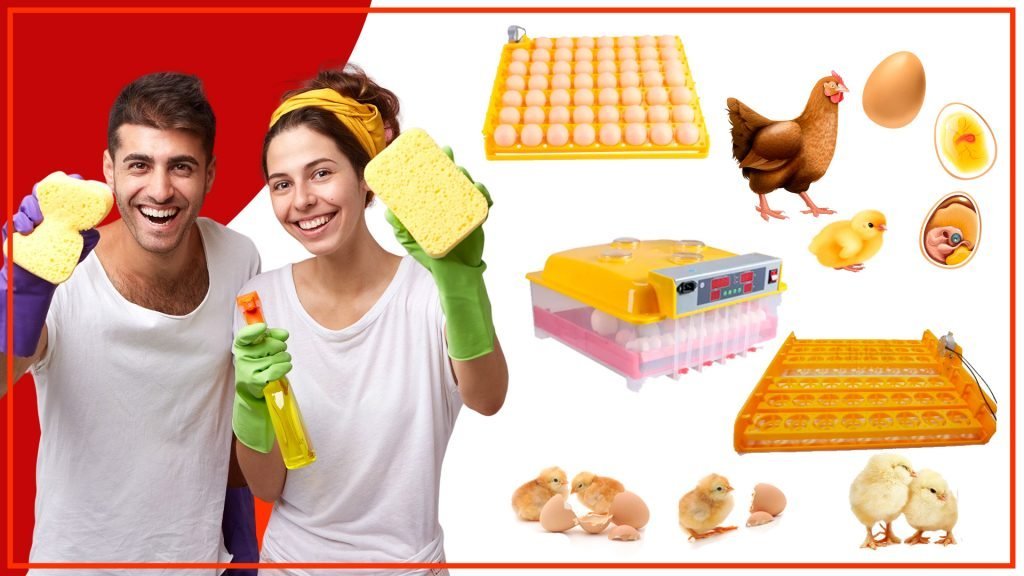 ¿Cómo asegurar que las bandejas de huevos sean fáciles de limpiar? Como asegurar que las bandejas de huevos sean faciles de limpiar 1024x576 - ¿Cómo asegurar que las bandejas de huevos sean fáciles de limpiar?