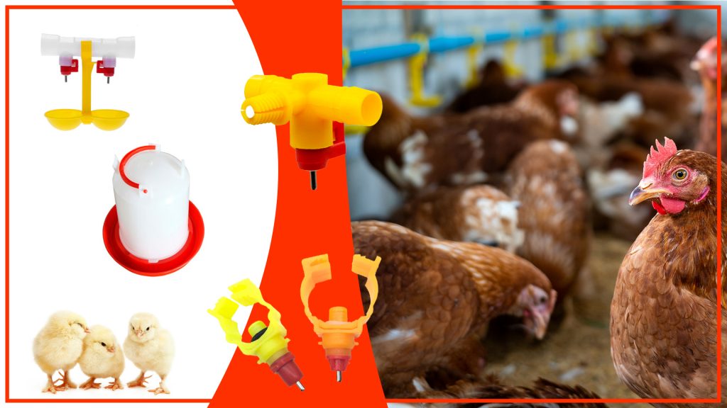 Cómo asegurar que las gallinas tengan acceso constante al agua Como asegurar que las gallinas tengan acceso constante al agua 1024x576 - Cómo asegurar que las gallinas tengan acceso constante al agua