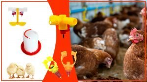 Como asegurar que las gallinas tengan acceso constante al agua 300x169 - Cómo asegurar que las gallinas tengan acceso constante al agua