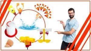Como asegurar que los pollos tengan acceso constante al agua 300x169 - Cómo asegurar que los pollos tengan acceso constante al agua