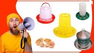 Como asegurar que los pollos tengan acceso constante al alimento 300x169 - Cómo asegurar que los pollos tengan acceso constante al alimento