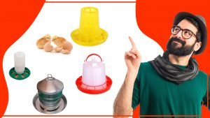 Como asegurar una alimentacion adecuada para tus gallinas 300x169 - Cómo asegurar una alimentación adecuada para tus gallinas