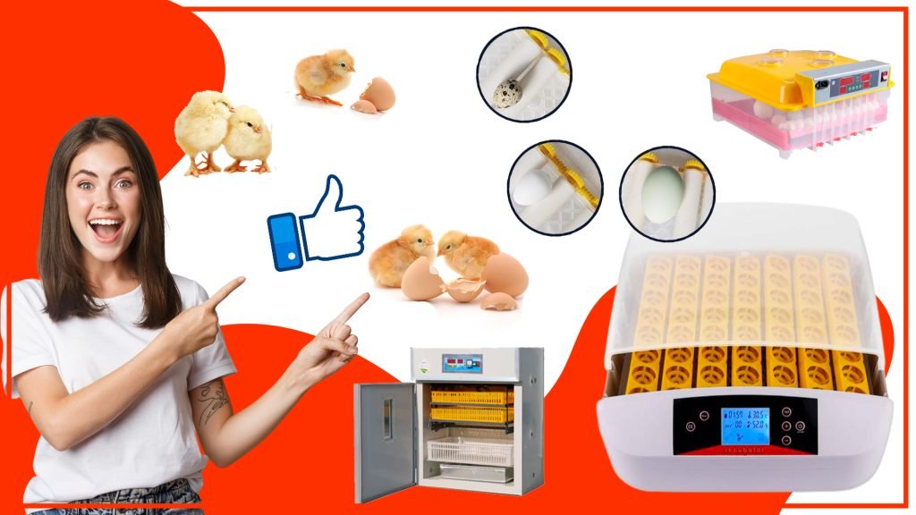 Como asegurar una incubacion exitosa con los mejores accesorios 1024x576 - Cómo asegurar una incubación exitosa con los mejores accesorios