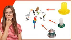 Como atraer a diferentes especies de aves con tu comederos 300x169 - Cómo atraer a diferentes especies de aves con tu comederos