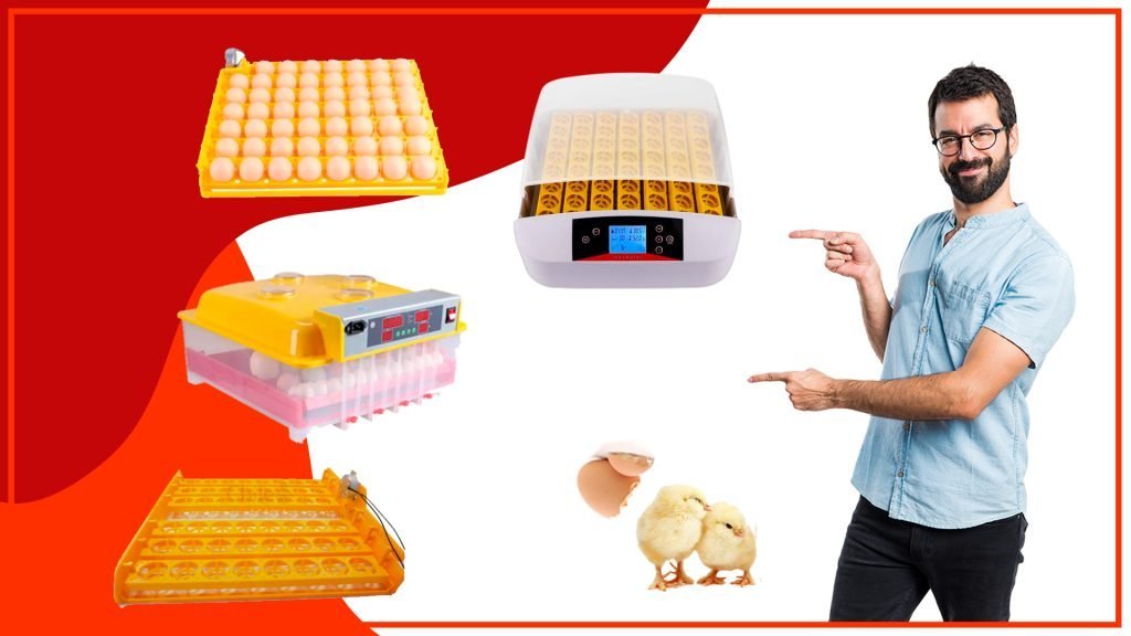 ¿Cómo aumentar la durabilidad de las bandejas de huevos? Como aumentar la durabilidad de las bandejas de huevos 1024x576 - ¿Cómo aumentar la durabilidad de las bandejas de huevos?