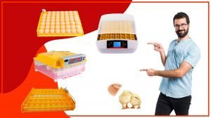 Como aumentar la durabilidad de las bandejas de huevos 300x169 - ¿Cómo aumentar la durabilidad de las bandejas de huevos?