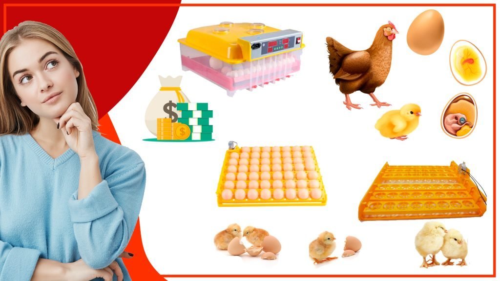 Como comparar diferentes tipos de bandejas de huevos antes de comprar 1024x576 - ¿Cómo comparar diferentes tipos de bandejas de huevos antes de comprar?