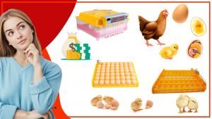 Como comparar diferentes tipos de bandejas de huevos antes de comprar 300x169 - ¿Cómo comparar diferentes tipos de bandejas de huevos antes de comprar?