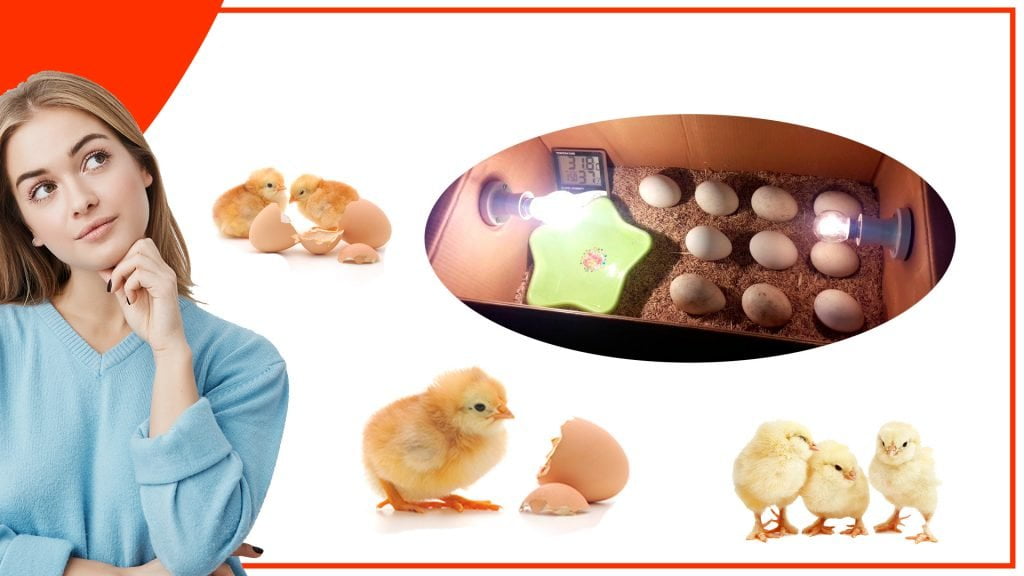 Cómo construir tu propio accesorio para incubar huevos Como construir tu propio accesorio para incubar huevos 1024x576 - Cómo construir tu propio accesorio para incubar huevos