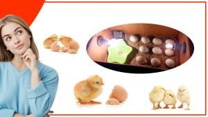 Como construir tu propio accesorio para incubar huevos 300x169 - Cómo construir tu propio accesorio para incubar huevos