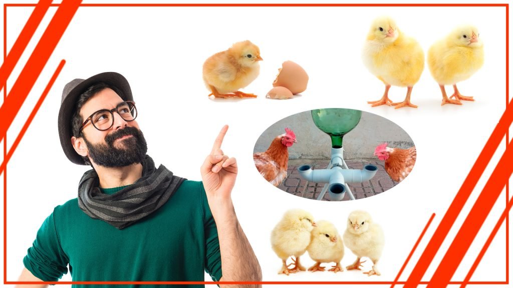 Cómo construir tu propio bebedero para gallinas Como construir tu propio bebedero para gallinas 1024x576 - Cómo construir tu propio bebedero para gallinas