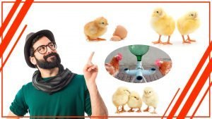 Como construir tu propio bebedero para gallinas 300x169 - Cómo construir tu propio bebedero para gallinas