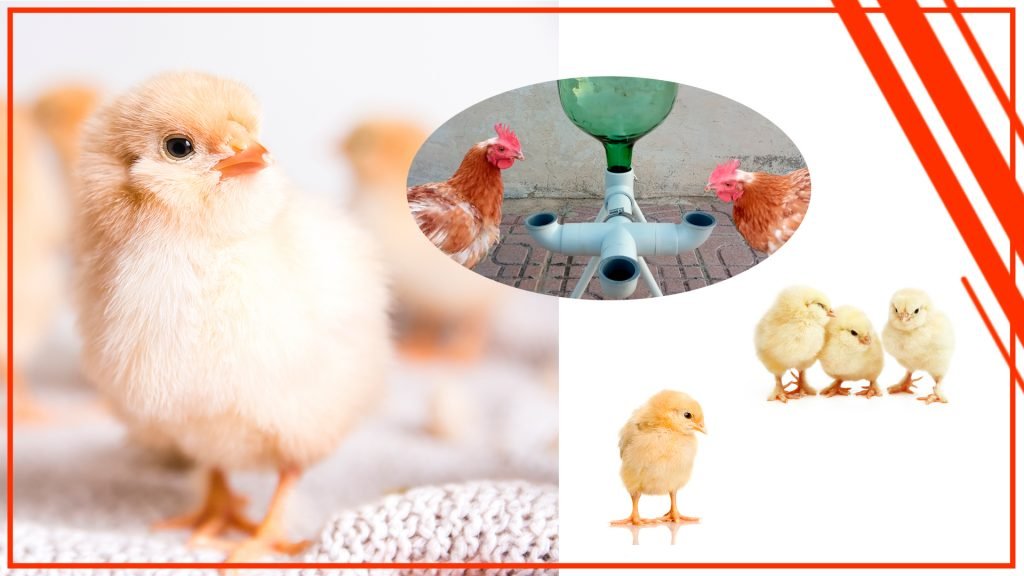 Cómo construir tu propio bebedero para pollos Como construir tu propio bebedero para pollos 1024x576 - Cómo construir tu propio bebedero para pollos