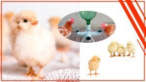 Como construir tu propio bebedero para pollos 300x169 - Cómo construir tu propio bebedero para pollos