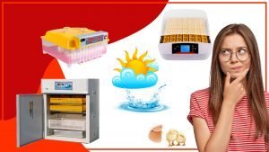 Como controlar la humedad y la temperatura en una incubadora de huevos automatica 300x169 - Cómo controlar la humedad y la temperatura en una incubadora de huevos automática