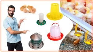 Como disenar un comederos para gallinas atractivo y funcional 300x169 - Cómo diseñar un comederos para gallinas atractivo y funcional