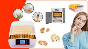 Como elegir el mejor accesorio para incubar huevos para tu proyecto 300x169 - Cómo elegir el mejor accesorio para incubar huevos para tu proyecto