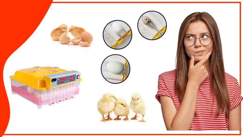 Como elegir el mejor accesorio para incubar tus huevos 1 1024x576 - Cómo elegir el mejor accesorio para incubar tus huevos