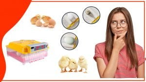 Como elegir el mejor accesorio para incubar tus huevos 1 300x169 - Cómo elegir el mejor accesorio para incubar tus huevos