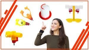 Como elegir el mejor bebedero para tus gallinas 300x169 - Cómo elegir el mejor bebedero para tus gallinas