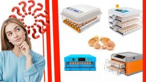 Como elegir la mejor incubadora de huevos automatica para tu granja 300x169 - Cómo elegir la mejor incubadora de huevos automática para tu granja