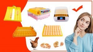 Como elegir las mejores bandejas de huevos para tu gallinero 300x169 - Cómo elegir las mejores bandejas de huevos para tu gallinero