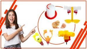 Como evitar el desperdicio de agua en los bebederos de gallina 300x169 - Cómo evitar el desperdicio de agua en los bebederos de gallina