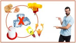 Como evitar el hielo en los bebederos de gallina en invierno 300x169 - Cómo evitar el hielo en los bebederos de gallina en invierno