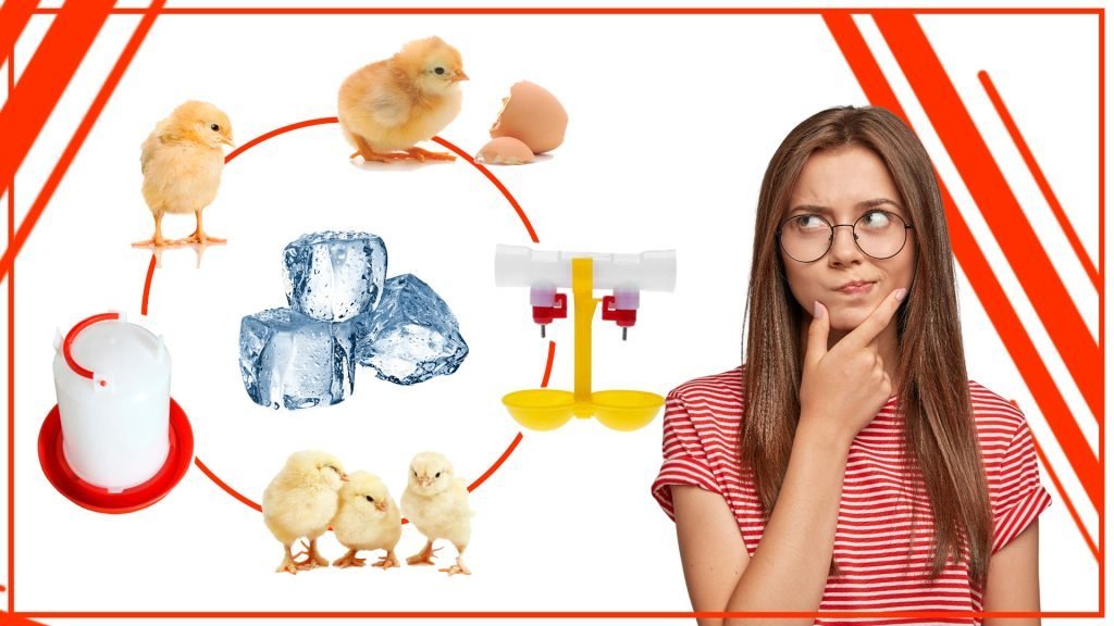 Cómo evitar el hielo en los bebederos para pollos en invierno Como evitar el hielo en los bebederos para pollos en invierno 1024x576 - Cómo evitar el hielo en los bebederos para pollos en invierno