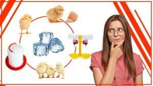 Como evitar el hielo en los bebederos para pollos en invierno 300x169 - Cómo evitar el hielo en los bebederos para pollos en invierno