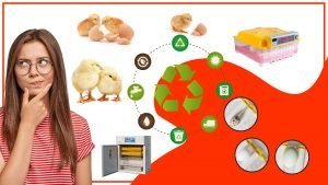 Como evitar la contaminacion en los accesorios de incubacion de huevos 300x169 - Cómo evitar la contaminación en los accesorios de incubación de huevos