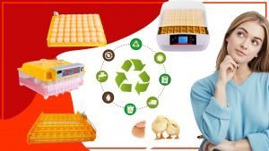 Como evitar la contaminacion en los comederos para pollos 300x169 - Cómo evitar la contaminación en los comederos para pollos