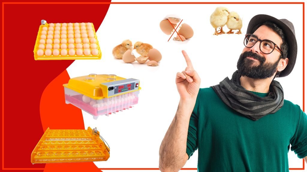 ¿Cómo evitar que las gallinas rompan los huevos en las bandejas? Como evitar que las gallinas rompan los huevos en las bandejas 1024x576 - ¿Cómo evitar que las gallinas rompan los huevos en las bandejas?