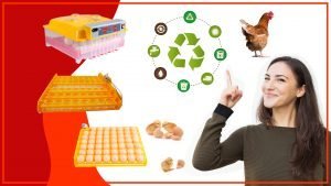 Como hacer tus propias bandejas de huevos para gallinas con materiales reciclados 300x169 - Cómo hacer tus propias bandejas de huevos para gallinas con materiales reciclados