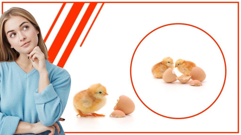 Como hacer una incubadora de huevos automatica casera2 1024x576 - Cómo hacer una incubadora de huevos automática casera