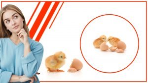 Como hacer una incubadora de huevos automatica casera2 300x169 - Cómo hacer una incubadora de huevos automática casera