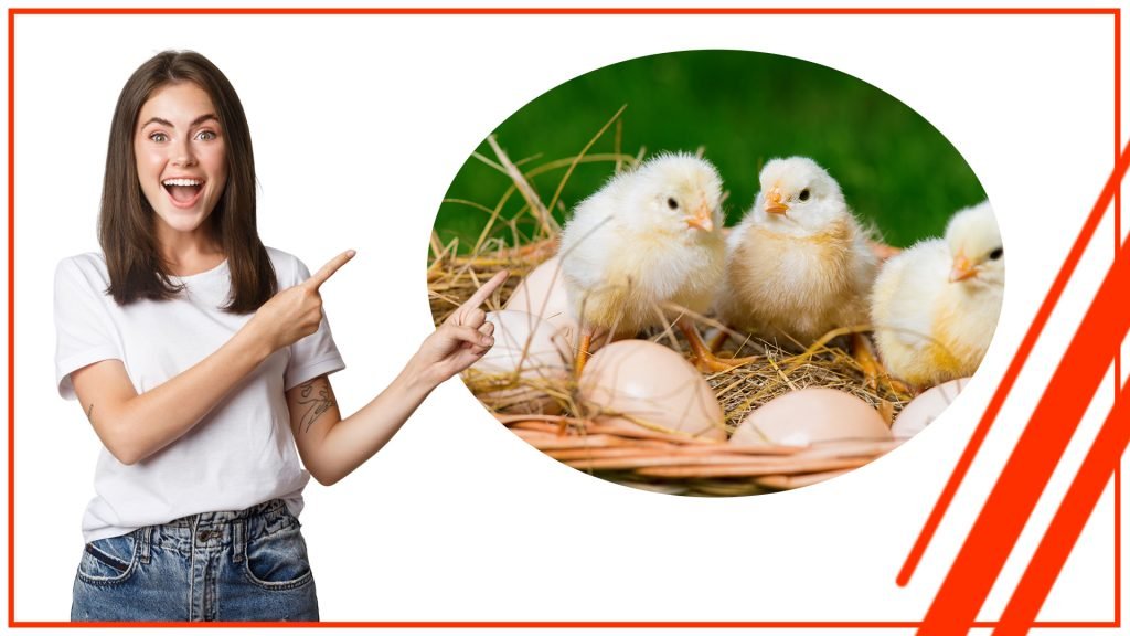 Cómo incubar huevos de aves silvestres con una incubadora de huevos automática Como incubar huevos de aves silvestres con una incubadora de huevos automatica 1024x576 - Cómo incubar huevos de aves silvestres con una incubadora de huevos automática